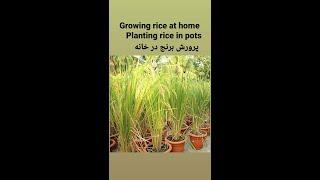 Growing rice at home / Planting rice in pots /Full video link 