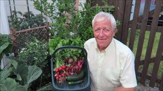 Castle Hill Garden.  Setting Mole Traps, Soap Spraying For Aphids.