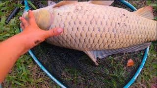 Giant river carp fishing - the biggest fish ever