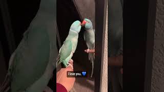 You be a good baby #parrot #thebluechicken #talkingparrot#cutpat #funnyanimals