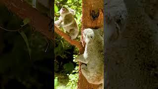 Koala-Geräusch/Koala-Geräusch, Baby-Koala, Koala-Bär (australisches Tier/Koala)