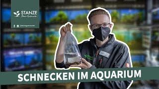 Schnecken im Aquarium – nützlich oder invasiv?