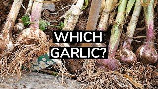 Garlic Trial RESULTS 2019