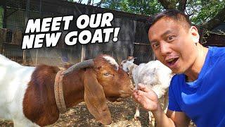 We Got A New Goat!  | Vlog #1768