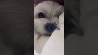 열받은 강아지 아빠땜에 화가 나 #콩따먹자 #말티즈 #강아지영상 #귀여운강아지 #maltese #dog