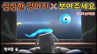 #멍마들  삑삑이 장난감의 신나는 모험! 강아지가 좋아하는 놀이영상 - A play video that dogs love