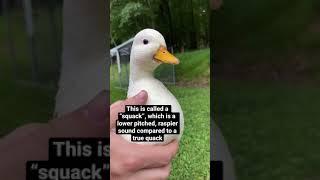 Mr. Whip “Quacking”
