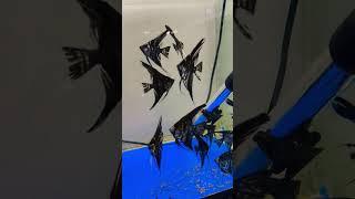 Aquarium fish shop AL NOOR PETS 8919447418