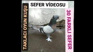 Taklacı Oyun Kuşu Sefer Videosu.30 Farklı Sefer.