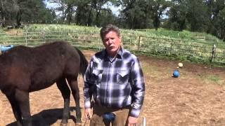 duct tape to calm a horse for horseshoeing