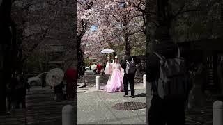 Cherry Blossoms  #trending #sakura #japan #shorts #shortsfeed #short #trendingshorts #shortvideo