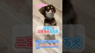 器用に二足歩行する犬 #チワックスミントたいちょう #犬 #shorts