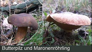 Butterpilz und Maronenröhrling im Vergleich