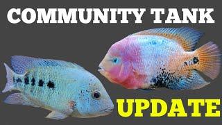 Community Tank Cichlid UPDATE (New World Cichlids)