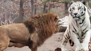 The male lion challenges the white tiger, the lion VS the tiger