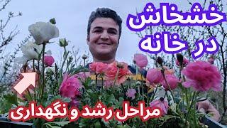 مراحل پرورش گل خشخاش در خانه /روش صحیح نشا کردن ،کود زدن و رسیدگی که باعث رشد شگفت انگیز بوته میشه