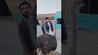 pk m,ishaq TikTok funny video