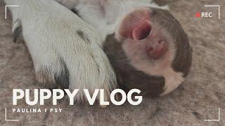 PUPPY VLOG: PIERWSZA FOTOSESJA SZCZENIACZKÓW | PAULINA I PSY