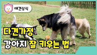 다견가정 강아지 잘 키우는 방법 [우리 개가 왜그랬개]