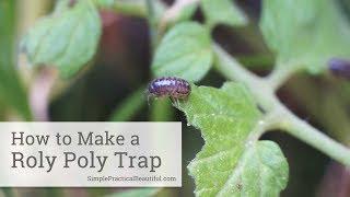 How to Catch Roly Polies in a Potato Trap