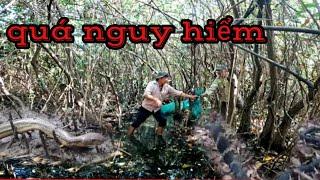 Cuộc rượt đuổi ngoạn mục với con rắn nguy hiểm-Snake hunting