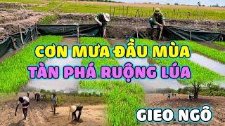 Thế Nhân || Mùa Mưa Đã Về Anh Em Đồng Loạt Xuống Giống Hỗ Trợ Người Dân Phát Triển Nông Nghiệp