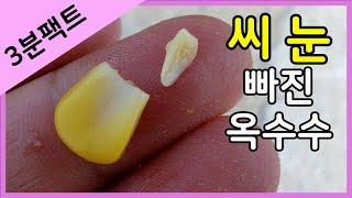 씨 눈 빠진 옥수수 - 붕어의 반응 (붕어낚시 미끼 실험)