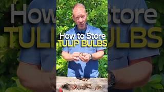 How to Store Your Tulip Bulbs (and Why You Should) #shorts