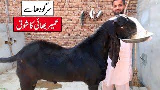 Big Black Breeder & Milking Goats Of Umair Bhai Sargodha 2024