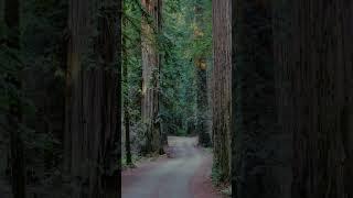 Redwoods.  #naturevibes #forestvibes #nature #hiking #redwoods #california