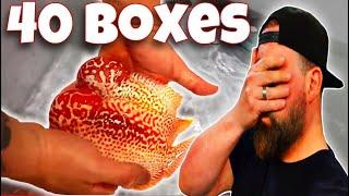 THE ULTIMATE UNBOXING: 40  OF ONE-OF-A- KIND RARE TROPICAL FISH 