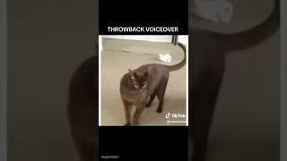 CAT THREATENING DOG VOICEOVER!! 