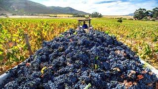 European Agricultural Technology - Harvest Billions Of Grapes, Grape Juice Factory