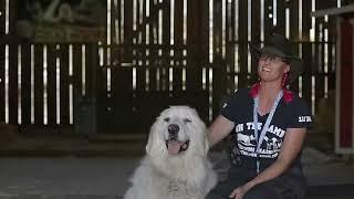 GREAT PYRENEES: LIVESTOCK GUARDIAN IN ACTION