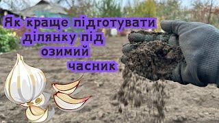 Як краще підготувати ділянку під озимий часник