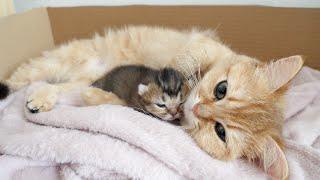 The way a mother cat loves a kitten is the same as that of a human