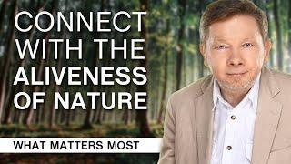 School of Awakening: How to Connect with the Aliveness of Nature (Part 1)