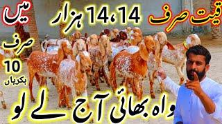 2،2 ماہ کی گھبن مکھی چینی بکریاں + 2025 کے سستے بکرے ٹوٹل 20 جانوروں کی لاٹ فری کارگو حسن گوٹ فارم