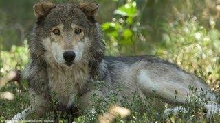 America's Wolves At Risk