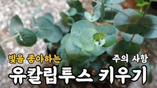 유칼립투스 키우기 주의 사항!! #엉클플랜트 #식물키우기 #유칼립투스키우기