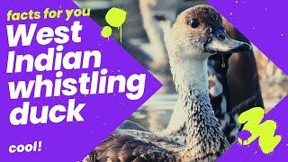 West Indian whistling duck facts