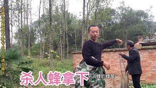 你们知道杀人蜂吗，看我怎么征服它，盘它