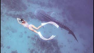 보홀 릴라 ㅣ 고래상어 ㅣ 프리다이빙 ㅣ 버킷리스트 ㅣ amazing Whale Shark ㅣBeautiful Philippines ㅣunder water