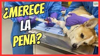  IS CHEMOTHERAPY WORTH IT IN A DOG WITH CANCER? 