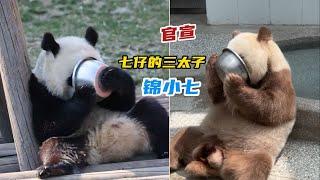 大熊猫七仔：我儿三太子锦小七已官宣，喜帖昨日我已发出