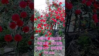 #대전천 하상도로 뚝방길을 걷던길에  아름다운 장미꽃을 만나다#