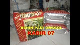 KABIR 07 Benih Padi Inbrida Unggul