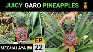 Tasty Pineapples of Garo Hills 