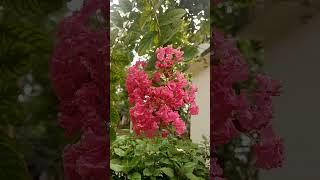 Lagerstroemia speciosa (Lythraceae family)