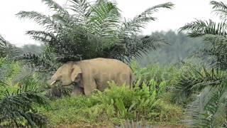 Bornean elephants in Oil Palm Plantation, Sabah, Malaysia